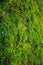 Closeup fresh dense green moss lichen micro life grows on tree trunk bark. natural background, texture, detail, surface, nature, f