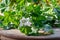 Closeup of fresh dwarf mallow plant