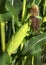 Closeup fresh ear of corn wrapped in husk on green stalk