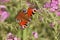 Closeup on a fresh emerged and colorful Peacock butterfly, Inachis io