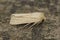 Closeup on a fresh emerged shoulder-striped wainscot moth, Mythimna impura on a piece of wood.