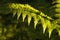 closeup of a fresh fern leaf in the forest in the sunshine in springtime close up of a spring fern on a sunny morning