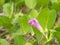 Closeup fresh flower bud of Beach Morning Glory (Ipomoea pes-caprae)