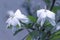 Closeup of fresh Gardenia flowers with dew drops in tropical garden. copy space. White Jasmine flower with water drops