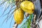 Closeup of fresh golden coconut fruit on coconut palm tree. Blue sky background.