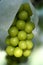 Closeup of fresh grape on a branch. Breed is Shine Muscat.
