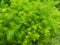 Closeup fresh green bush of Shatavari (Asparagus r