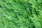 Closeup fresh green christmas leaves, branches of thuja trees on green background. Thuya twig occidentalis, evergreen