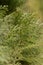 Closeup fresh green christmas leaves, branches of thuja trees on green background. Thuya twig occidentalis, evergreen