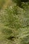 Closeup fresh green christmas leaves, branches of thuja trees on green background. Thuya twig occidentalis, evergreen