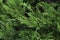 Closeup fresh green christmas leaves, branches of thuja trees on green background. Thuya twig occidentalis, evergreen coniferous