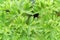 Closeup of fresh green curled parsley leaves