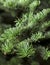 Closeup of a fresh green fir branches