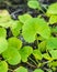 Closeup fresh green herb called Asiatic Pennywort or Indian penn