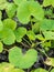 Closeup fresh green herb called Asiatic Pennywort or Indian penn