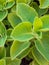 Closeup fresh green herb called Indian borage (Plectranthus ambo