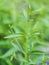 Closeup fresh green herb called Indian Echinacea or Kariyat (An