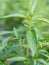 Closeup fresh green herb called Indian Echinacea or Kariyat (An