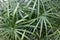 Closeup fresh green leaves of Cascabela thevetia, White oleander