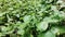 closeup of fresh green leaves of Sage on blurred background against sunlight in nature