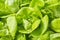 Closeup fresh green lettuce plant background, hydroponics farming