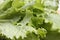 Closeup of fresh green lettuce with water drops