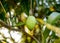 Closeup of a fresh green mango hanging from a tree