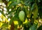 Closeup of a fresh green mango hanging from a tree