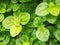Closeup fresh green mint leaves in vegatable garden
