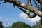 Closeup fresh green raw fruits of Bilimbi, Bilimbing, Cucumber tree, Tree sorrel Averrhoa Bilimbi L. hanging on trunk of tree in