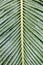 Closeup of fresh green Sago palm (Cycas revoluta) leaves pattern background