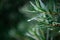 Closeup of fresh green salix eleagnos plants covered in dewdrops