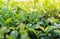 Closeup of fresh green tea leaves at sunrise.Tea plantation.