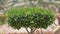 Closeup of fresh green tree with wooden trunk and vibrant green leaves growing in summer garden