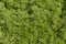 Closeup of fresh growing sweet wormwood (Artemisia Annua) grasses in the wild field,