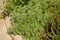 Closeup of fresh growing sweet wormwood (Artemisia Annua) grasses in the wild field, Artemisinin