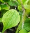 Closeup fresh herb called Common plantain (Plantago major L.)