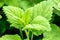 Closeup, fresh lemon balm leaves, Melissa officinalis for essential oil or medical ingredient