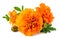 Closeup of fresh marigold flower isolated on white