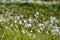 Closeup of fresh marsh cottongrass growing in a green field