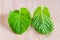 Closeup of fresh mints leaves.