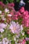 Closeup of fresh Musk Mallow growing in lush green garden with copyspace. A bunch of pink field flowers, beauty in