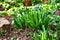 Closeup of a fresh narrow-leaf plantain, Plantago lanceolata. A view of tall fresh green plants in a garden with