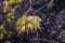 Closeup of fresh newly grown Acer leaves