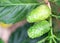 Closeup fresh noni or morinda citrifolia fruit on branch, selective focus