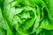Closeup Fresh organic green leaves lettuce salad plant