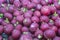 Closeup fresh organic radishes at local farmers market