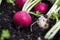 Closeup of fresh organic radishes in soil