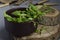 Closeup of fresh pepper seedlings in the rustic bowl, wooden surface.Concept of seasoning gardening