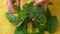 Closeup fresh peppermint leaves